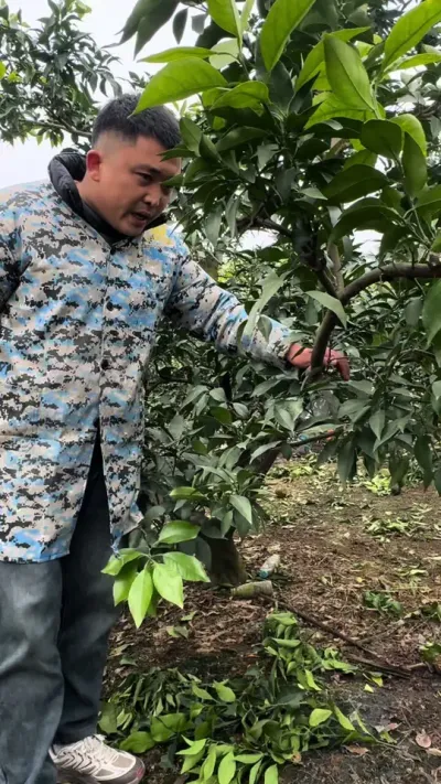 柑橘修剪#关注我每天为你分享更多农业知识 #柑橘种植 #果树修剪 #现场实拍