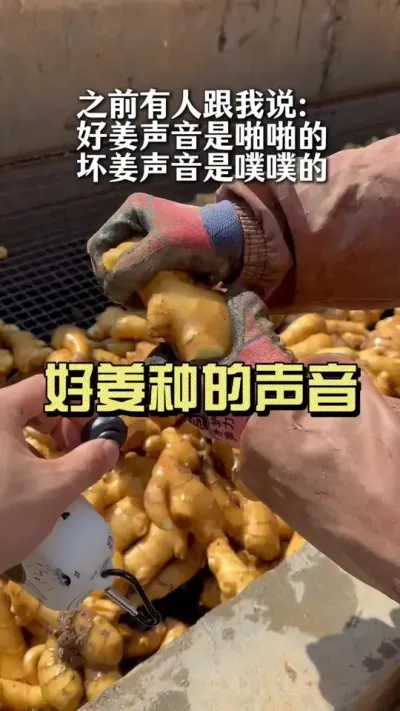 好姜种的声音是&hellip;&hellip;#大姜种植 #乡村生活家 #抖音助农扶农 #新农人计划2025