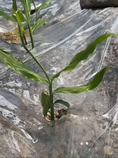 今年受天气影响，很多新种植户，甚至是种姜老手，也败给卷辫子的问题了。很多人冲了好几遍生根剂，这个方案是错的。 大部分卷辫子的都是强壮的大苗，挖开根系其实也是不错的。正确的方法是冲烤苗组合，让他的芯更加