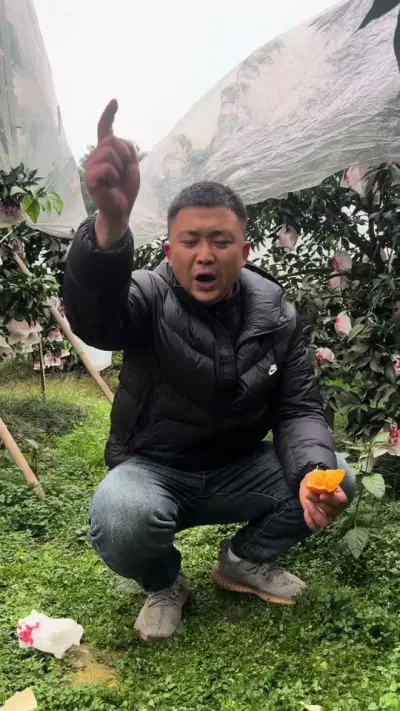 我看看还有多少爱媛没卖的咬懒犟#关注我每天为你分享更多农业知识 #柑橘种植 #三农