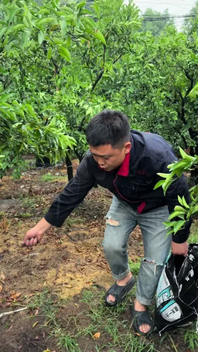 新疆矿源黄腐酸钾，全水溶，生根促根#三农 #矿源黄腐酸钾 #柑橘种植