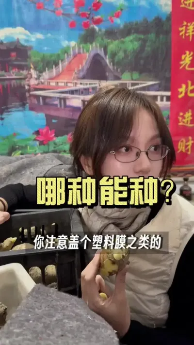 有些卖肥的给人家包产量，这种你包多少斤[呲牙][呲牙]#大姜种植 #新农人计划2024 #抖音新农人 #我的农资之路 #三农