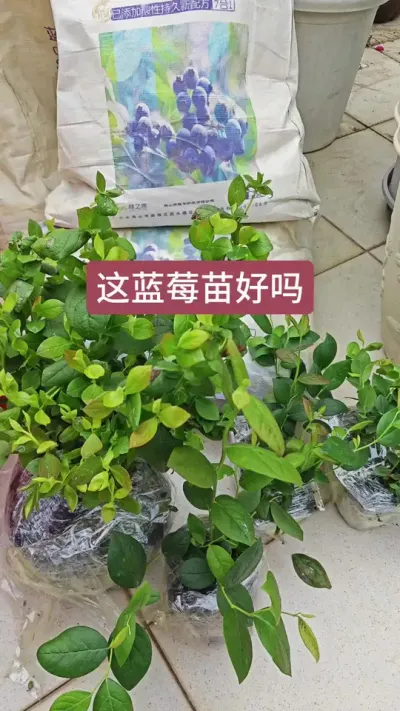 花香蓝莓L25，一款适合南方种植的蓝莓苗#蓝莓 #蓝莓种植 #蓝莓苗 #蓝莓苗盆栽 #种蓝莓