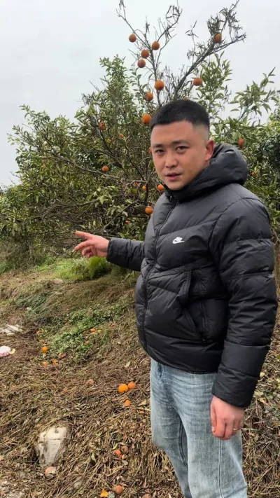 按需种植#关注我每天为你分享更多农业知识 #柑橘种植 #说点大实话