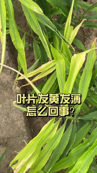 叶片发黄有人说是缺铁？黄了就冲铁、过一周再黄、黄了再冲&hellip;&hellip;黄叶反反复复其实是这个问题&hellip;&hellip;#新农人计划2025 #乡村守护人 #大姜种植 #来抖音学农技
