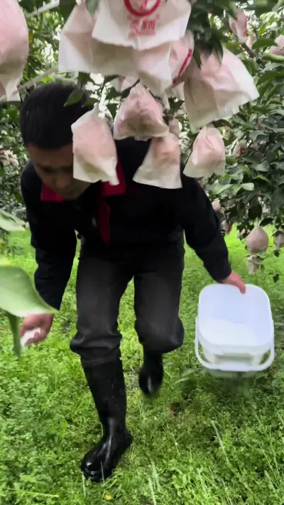 硼肥一亩地用量两斤，一桶使用10亩地#柑橘种植 #关注我每天为你分享更多农业知识 #好物推荐🔥 #颗粒硼 #中微量元素水溶肥
