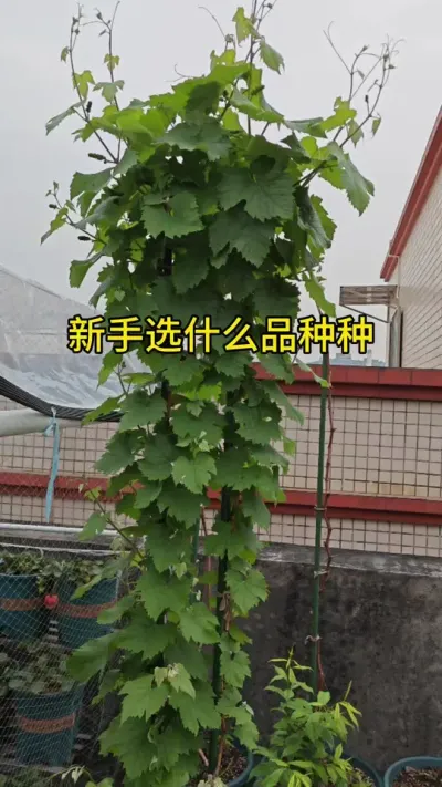 盆栽葡萄种植#葡萄种植方法 #葡萄树种植技巧 #记录我的种植生活 #种葡萄全过程 #新品种葡萄树苗
