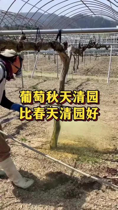 葡萄秋天清园，比春天清园好#农业种植 #优质农产品 #三农