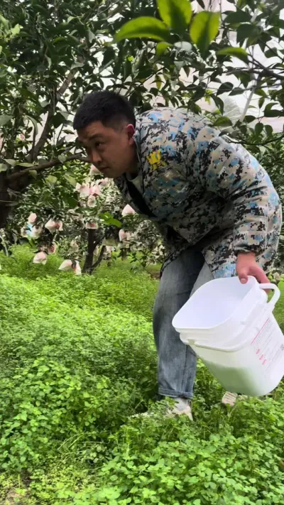 硼肥使用时间到了，一亩地两斤#柑橘种植 #关注我每天为你分享更多农业知识 #颗粒硼 #硼肥的功效与作用