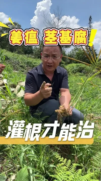 如果您的姜块出现姜瘟、茎基腐，一定要灌根解决，打叶面肥是无法解决根系问题的。#生姜种植#农业技术推广#三农#生姜种植技术