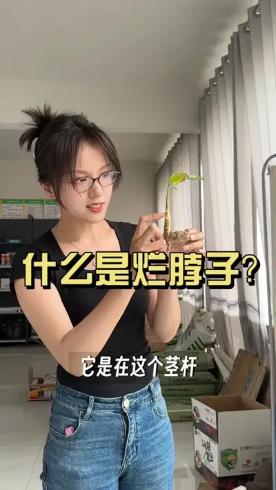 大部分露天大姜面临的问题都是烂脖子，烂脖子也很好分辨，脖子断了就是烂脖子。#新农人计划2025 #乡村生活家 #大姜种植 #来抖音学农技
