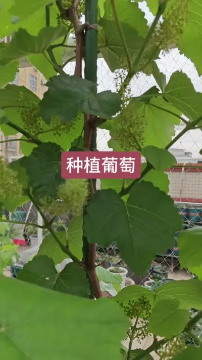 新手种什么葡萄，楼顶种葡萄必入款#葡萄 #种葡萄 #葡萄苗 #盆栽葡萄 #寒香蜜