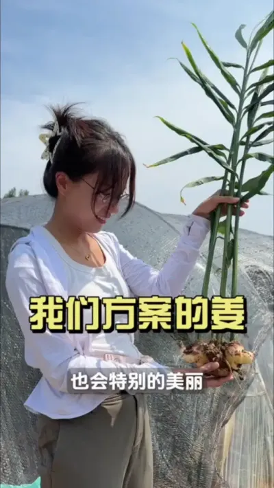 别只看大姜窜的高不高旺不旺，看看我们的方案，叶子宽了厚了，杆子粗了壮了，这还能长不出个好姜？#新农人计划2025 #乡村守护人 #大姜种植 #来抖音学农技