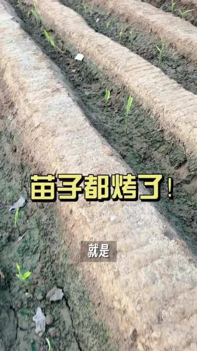放风放不好，姜苗怕蒸又怕烤！#新农人计划2025 #抖音助农扶农 #大姜种植 #乡村生活家