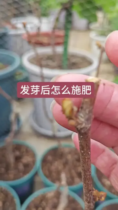 裸根葡萄种植方法盆栽#种植小技巧 #葡萄树种植技巧 #葡萄种植方法 #种葡萄全过程 #盆栽果树