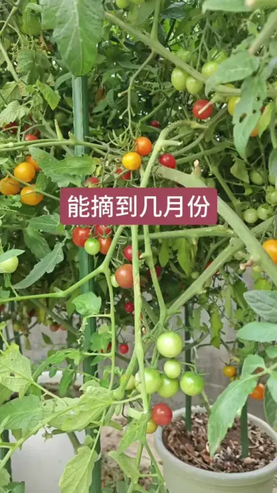 盆栽小番茄种植方法#盆栽小番茄 #种植小技巧 #好吃的小番茄品种推荐 #矮生小番茄 #西红柿种植技术与管理法