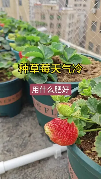 种草莓怎么施肥#草莓种植管理技术和方法 #草莓养护方法 #草莓种植方法 #草莓施肥 #草莓生长过程