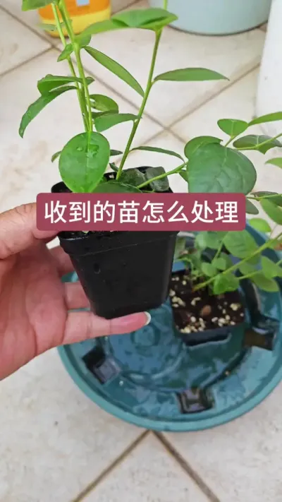我们买到的蓝莓苗刚收到时该怎样处理呢？蓝莓苗的种植方法#种植小技巧 #蓝莓种植 #蓝莓苗 #蓝莓种植技术 #盆栽蓝莓
