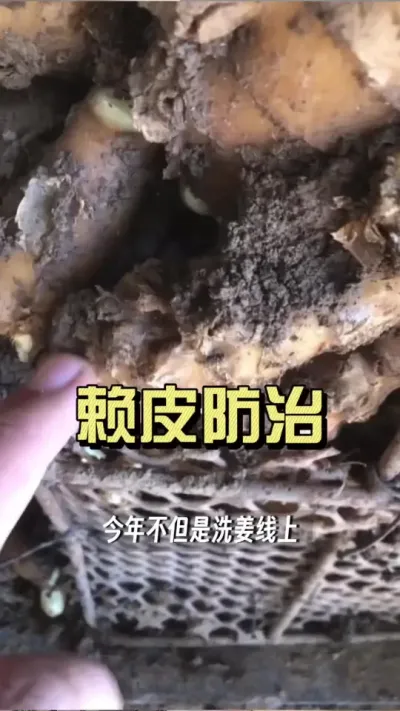 今年赖皮真的多，不仅洗姜线上有，姜种框里都有赖泡。今年打算存姜的，线虫防治一定提前起来！#新农人计划2025 #乡村守护人 #大姜种植 #来抖音学农技