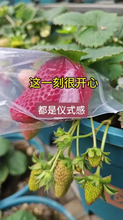 草莓苗盆栽草莓采摘#盆栽草莓苗 #草莓苗种苗 #草莓采摘园推荐 #牛奶草莓苗 #草莓种植管理技术和方法