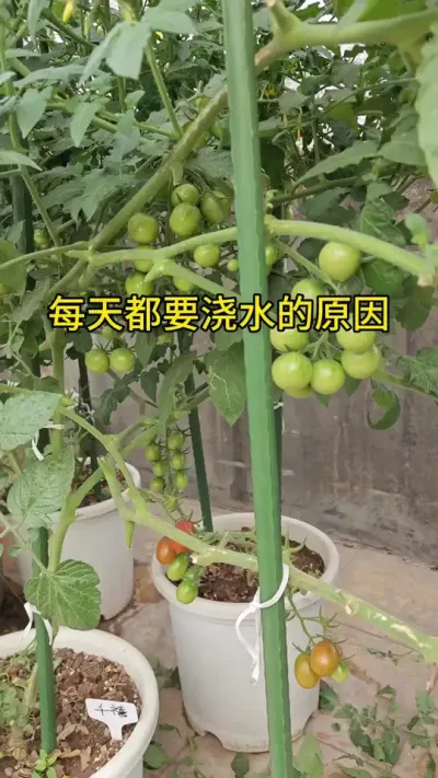 楼顶种小番茄#盆栽小番茄 #小番茄种植 #好吃的小番茄品种推荐 #记录我的种植生活 #西红柿种植技术与管理法
