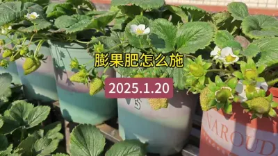 草莓种植过程#草莓种植方法 #草莓种植管理技术和方法 #盆栽草莓苗 #草莓苗种苗 #种草莓