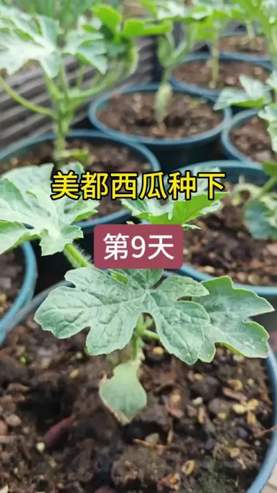 盆栽西瓜种植#西瓜种植 #西瓜怎样管理才能结瓜多 #记录我的种植生活 #西瓜种植的方法和技术 #瓜苗种植