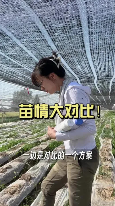 【周口淮阳区试验田拍摄5月17号拍摄。】客户种了8亩地，用套餐5亩，自己配肥3亩，电话跟我说长得很不一样。一样的姜种都是大芽，同一天栽培，同样的冲水次数，不同的方案、长势上的对比。 大家猜一下，长势差