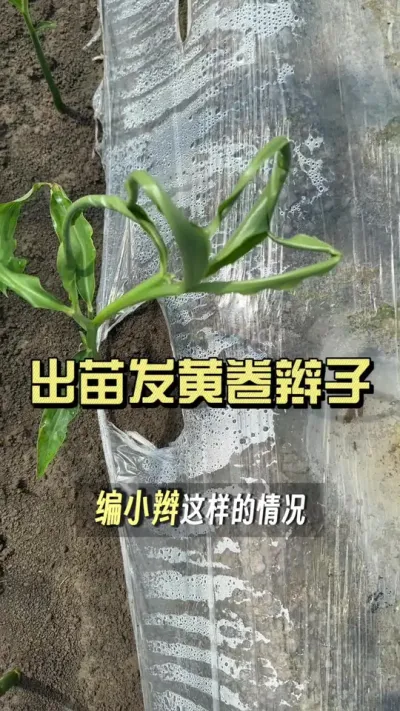 出苗发黄、叶片卷曲卷小编、烤苗蒸苗长势不良，这些问题怎么处理？#大姜种植 #抖音助农扶农 #新农人计划2025 #乡村生活家
