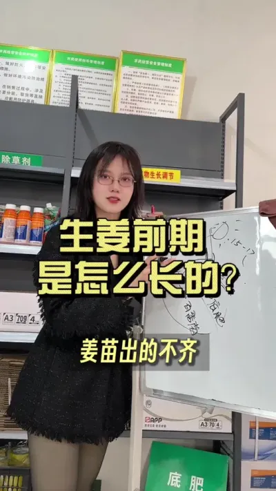 生姜前期是怎么生长的？#新农人计划2025 #来抖音学农技 #生姜种植 #抖音助农扶农
