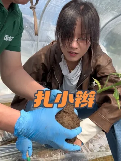 扎小辫，有人偏说冲水能解开，现在好了。一片正常叶没有，二芽都出来了。我在唐山#新农人计划2025 #春耕进行时 #抖音助农扶农