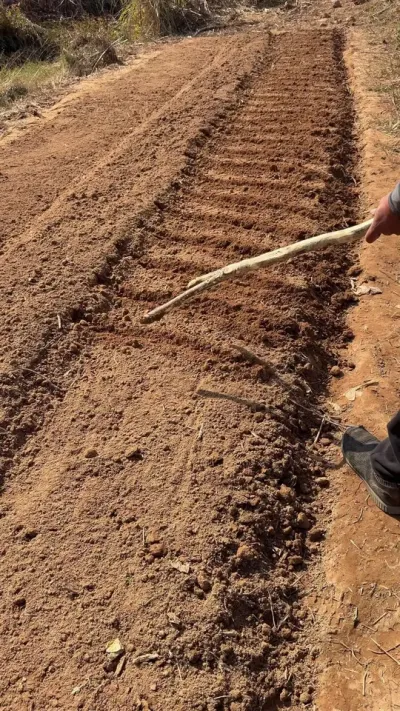 实用小妙招#抖音农村人 #农作物种植 #技巧