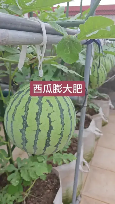 西瓜膨大用什么肥，种西瓜用什么肥，西瓜怎么施肥#西瓜施肥 #农业种植 #种植小技巧 #优质农产品 #鱼蛋白