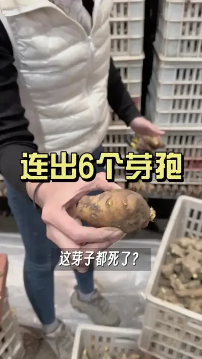 一个个的都是死芽孢&hellip;&hellip;#抖音助农扶农 #乡村生活家 #大姜种植 #新农人计划2025