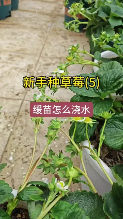 草莓种植浇水方法#草莓种植管理技术和方法 #草莓种植方法 #草莓养护方法 #草莓生长过程 #种草莓