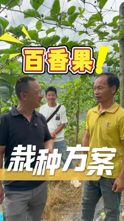 今天回访全程跟着我们方案栽种的百香果，看到苗况很好，老板反馈管理成本也降了，苗也更好管理了。#百香果#农业技术推广#农业种植#三农