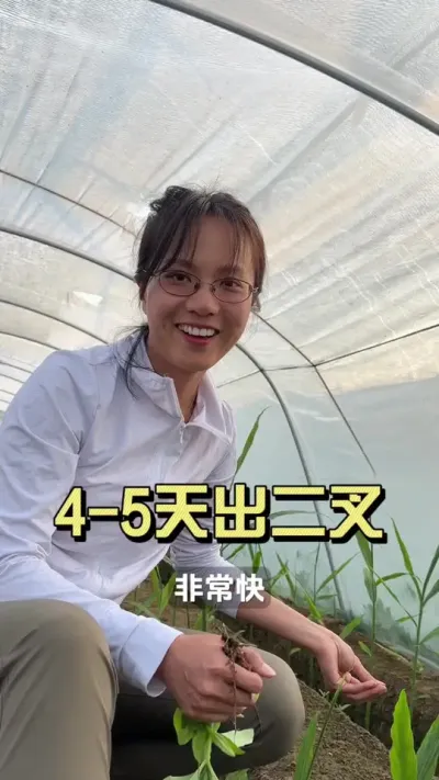 不用控旺，四～五天就能出二杈#微光点亮乡村 #新农人计划2025 #生姜种植技术 #来抖音学农技 #三农