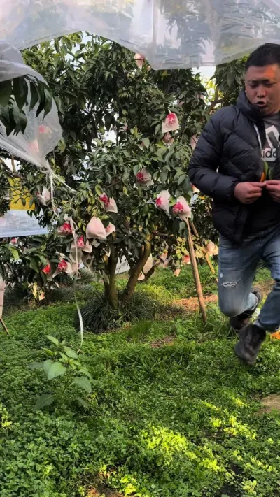 点赞的一人给你们求一个#关注我每天为你分享更多农业知识 #柑橘种植 #爱媛38号果冻橙 #搞笑