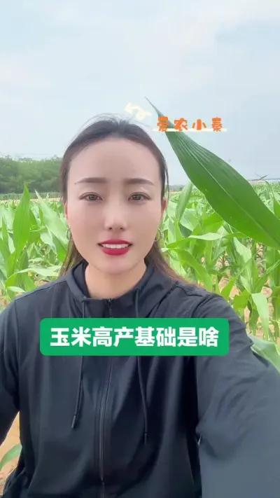 玉米高产的基础 种好了后期管理也就省心了#农业知识分享 #三农 #每天分享农业小知识 #玉米