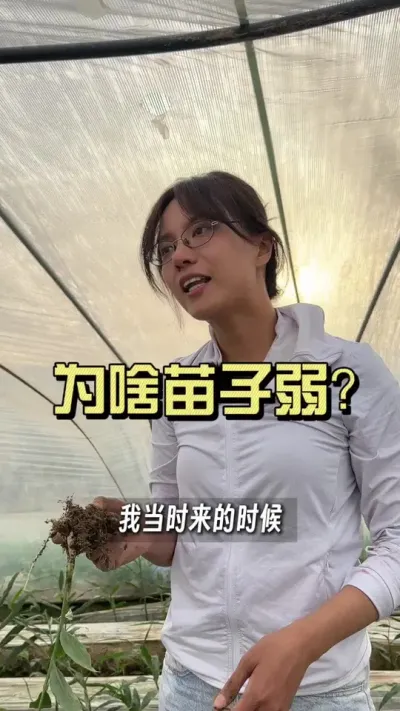 苗子高高低低，地里都是小老苗，怎么回事？#新农人计划2025 #乡村守护人 #大姜种植 #来抖音学农技