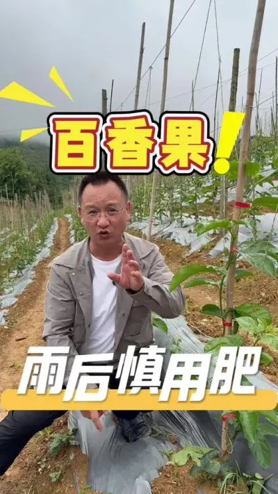 百香果雨后管理，谨慎用肥，薄肥勤施才能让苗茁壮成长，避免肥料烧根，避免黄化龙头危害#百香果#农业用肥#种植管理#农业技术推广