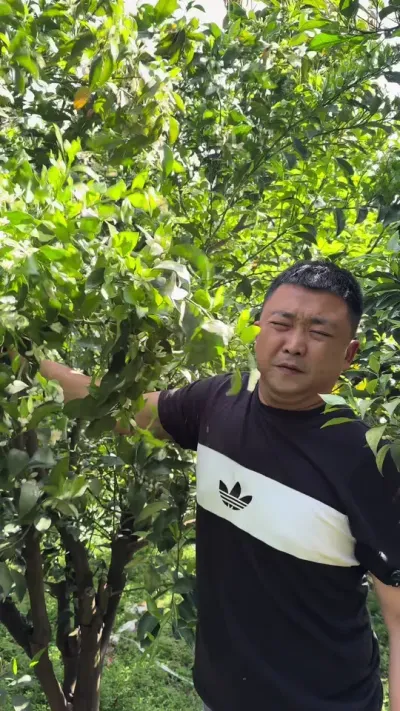 新朝阳叶喷钙镁硼锌铁#柑橘种植 #关注我每天为你分享更多农业知识 #果树管理 #中微量元素水溶肥