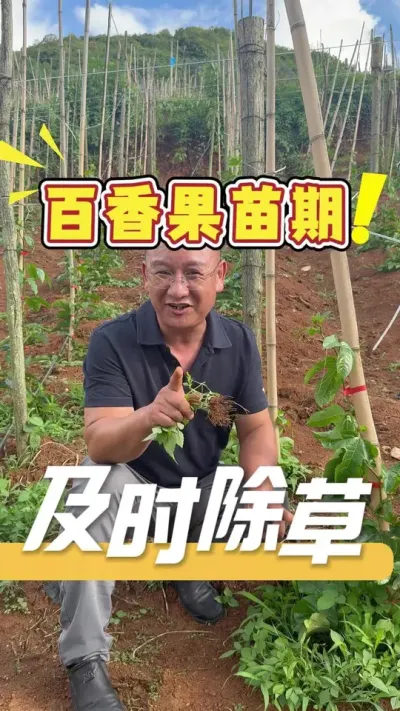 种植百香果，及时除草是关键。#百香果#农业技术推广#种植管理#除草