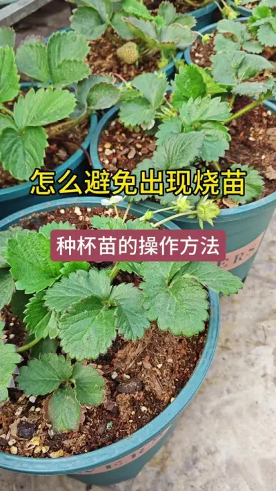 种草莓怎样才能做到不烧苗#草莓养护方法 #草莓种植方法 #草莓种植管理技术和方法 #草莓生长过程 #种草莓