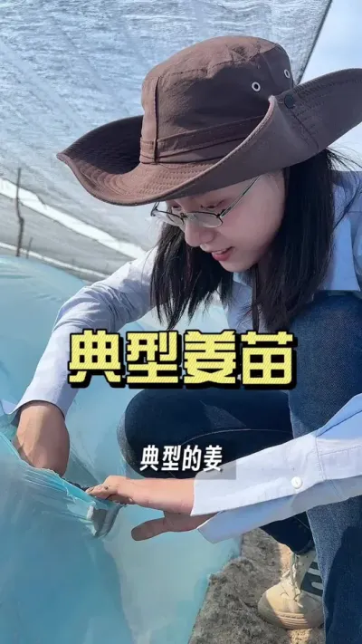 发现了一个典型姜苗，看看这是咋回事？#新农人计划2025 #来抖音学农技 #生姜种植 #抖音助农扶农