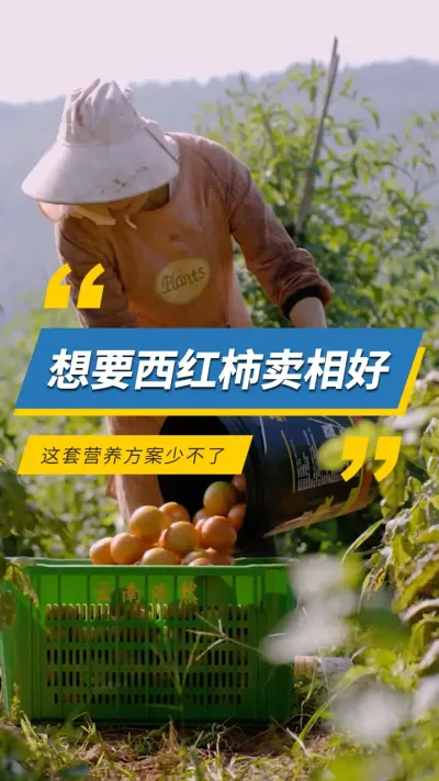 想要西红柿卖相好，这套营养方案少不了#雅苒国际 #农业种植 #肥料 #番茄 #番茄种植 