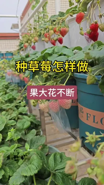 草莓的养护方法全过程#种草莓 #草莓种植方法 #草莓种植管理技术和方法 #草莓生长过程 #盆栽草莓苗