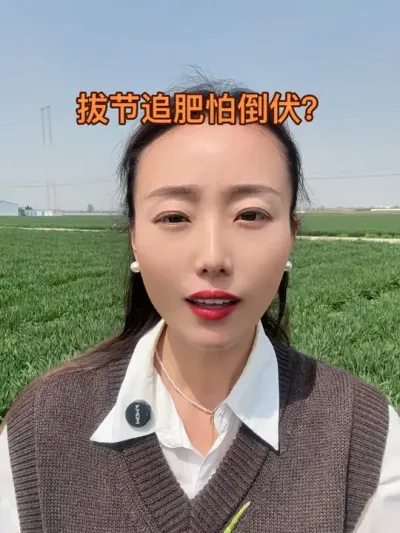 拔节追肥怕倒伏？ 小麦在前期无论怎么进行补肥了，拔节后都该适量补肥，对于小麦的穗发育有很大的好处，愿大家丰产丰收#抖音助农 #三农 #分享农业知识帮农民增产增收 #服务三农支持三农 #支持三农扶持三农