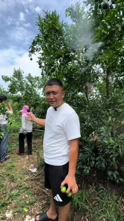 每天回访一个种植户-第2天#果树 #柑橘种植#三农 #抖音新农人