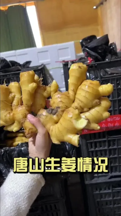 今年唐山姜农挺不容易的，今天跟小益一起去洗姜线上看看唐山姜！#新农人计划2025 #来抖音学农技 #乡村守护人 #大姜种植 #洗姜